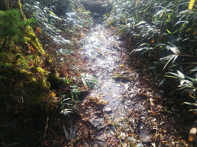 鬼面山から箕輪山の道は水たまりが多い　